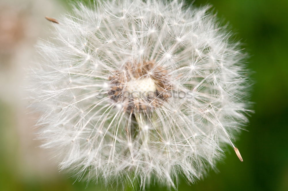 Similar – Image, Stock Photo departed Dandelion Miss