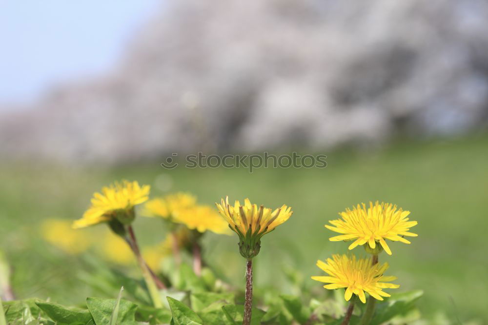 Similar – Image, Stock Photo biting not… Dandelion