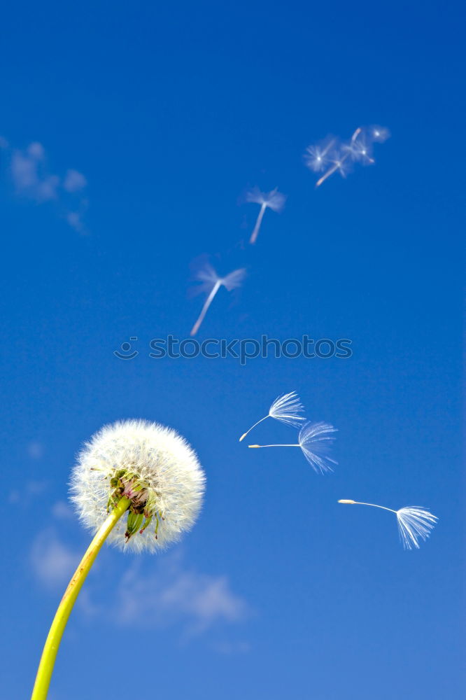 Similar – Image, Stock Photo Bellows! Dandelion Flower