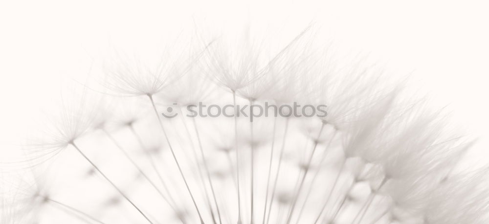 Macro of the umbrella of a dandelion wetted with glittering raindrops / dewdrops. Detail view.