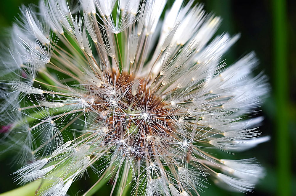 Similar – Mimosaceae am Auyan-Tepui (Venezuela)