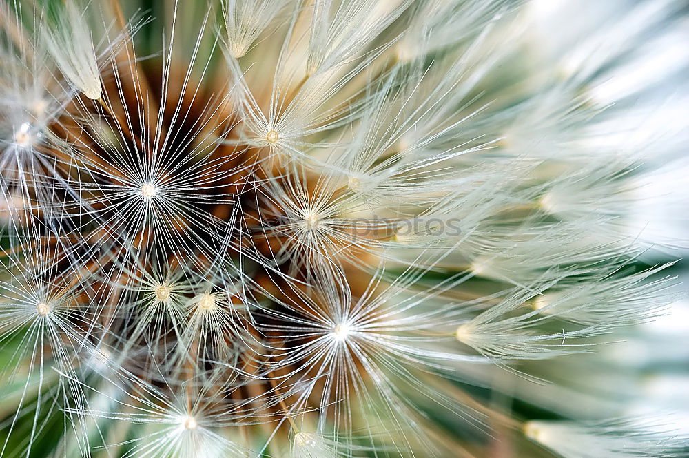 Similar – Image, Stock Photo Come cuddle… Dandelion