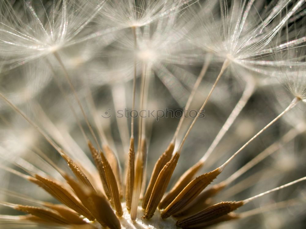 Similar – Image, Stock Photo dandelion flower seed