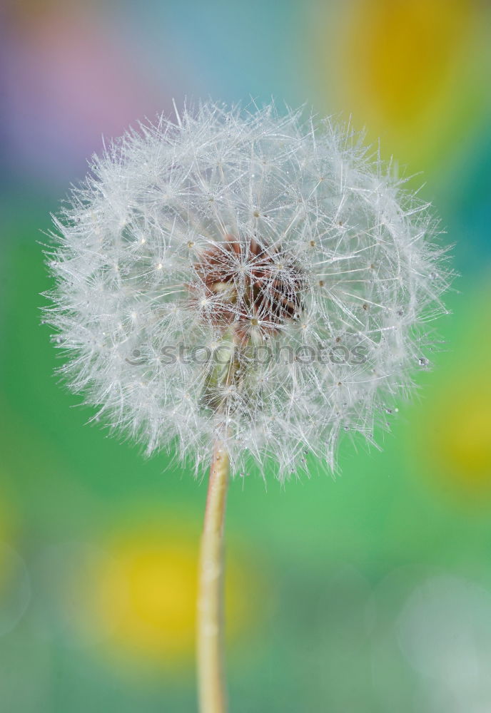 Similar – Image, Stock Photo Mother’s Day Well-being