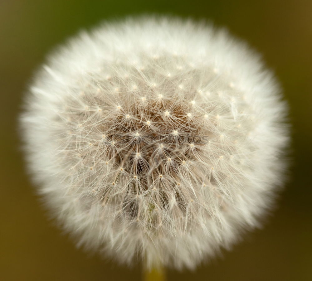 Similar – Image, Stock Photo A hedgehog? Flower Blossom