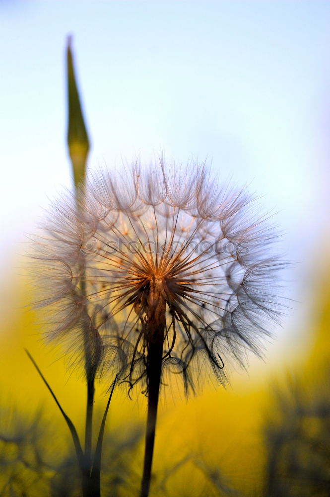 Similar – Image, Stock Photo flower Flower Meadow