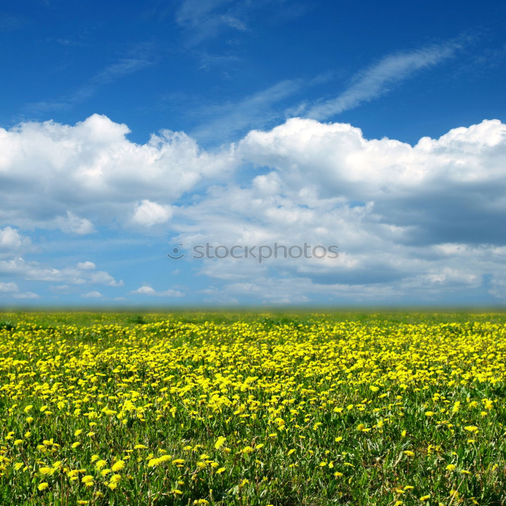 Similar – Rapsfeld im Mai II Wolken