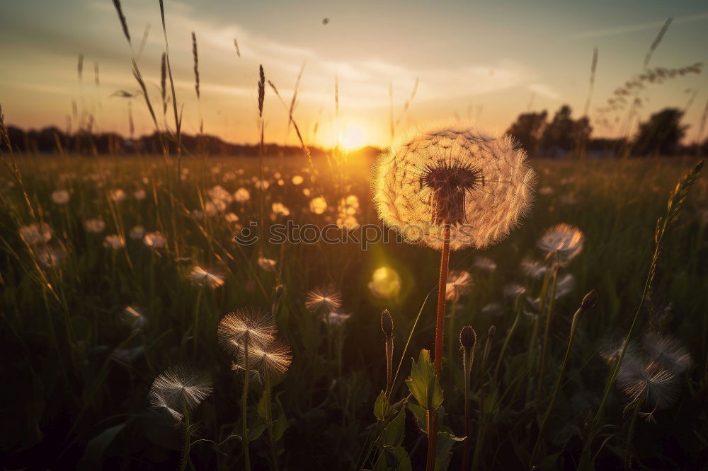 Similar – Foto Bild Frühlingskraft Feld Gras