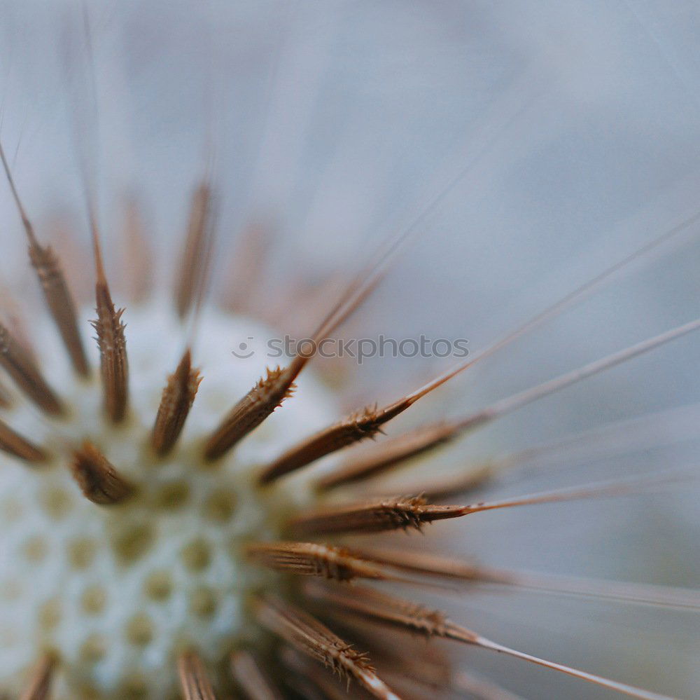 Similar – Image, Stock Photo dandelion flower plant
