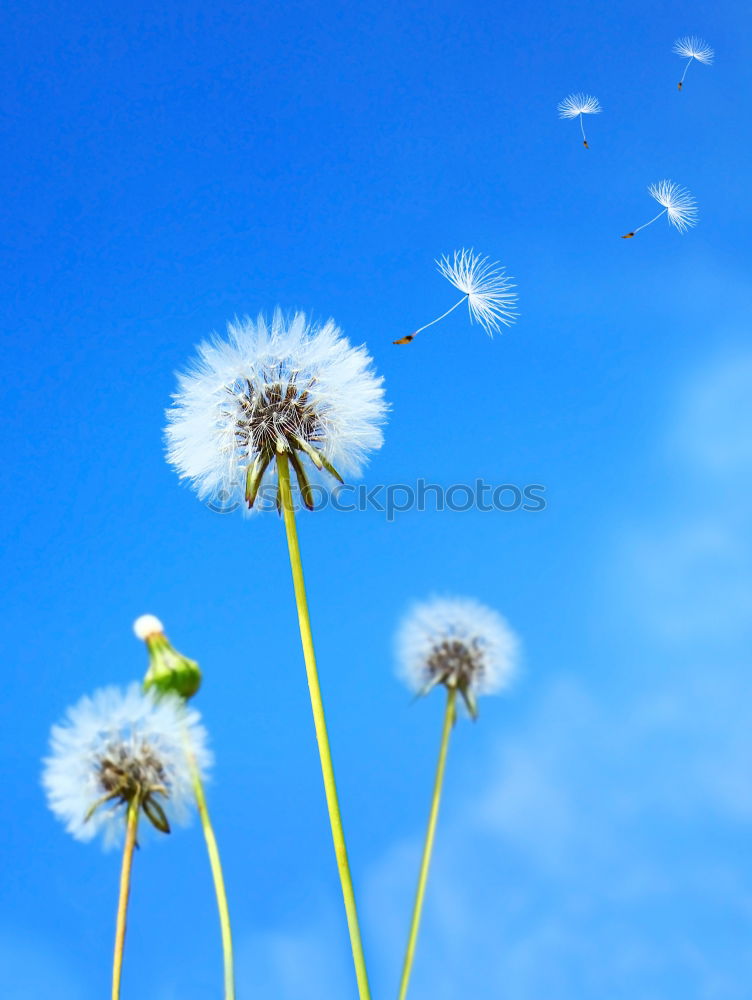 Similar – Image, Stock Photo toward heaven Flower