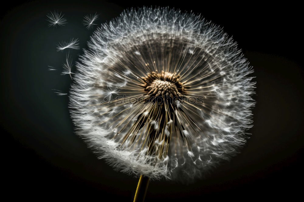 Similar – Dandelion III Meadow Hover