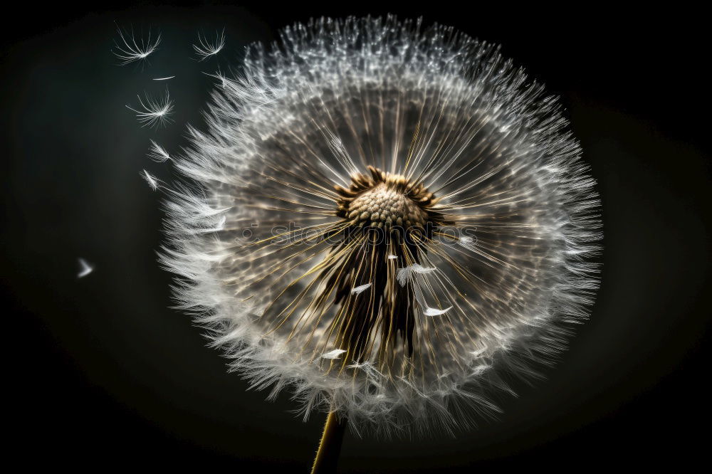 Similar – Dandelion III Meadow Hover