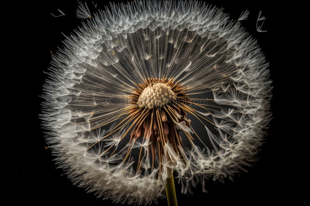 Similar – Verwelkte Blume weiß gelb