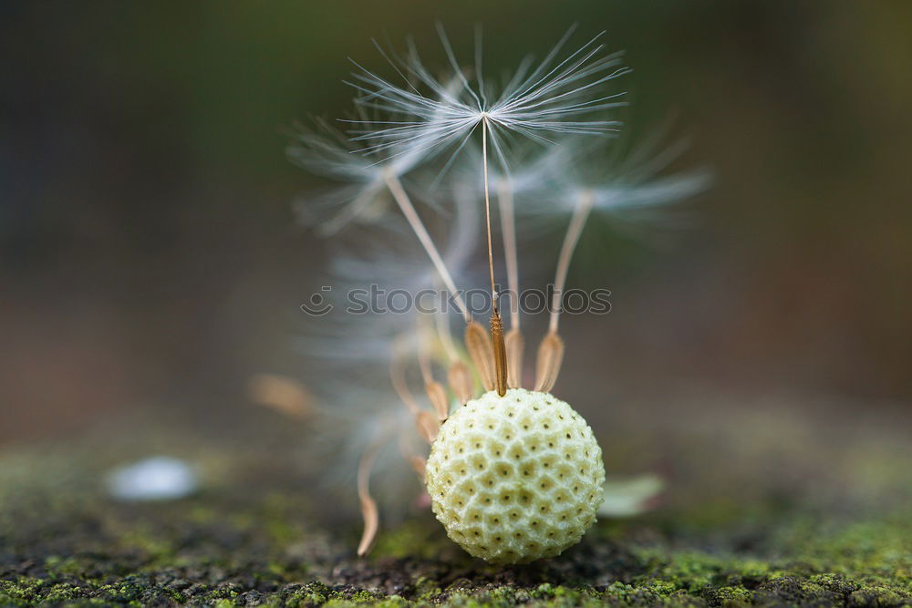 Similar – Image, Stock Photo dandelion flower Dandelion