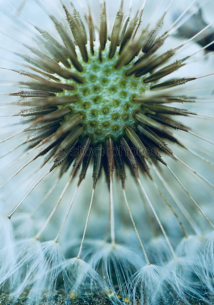 Similar – Thistle grün Pflanze