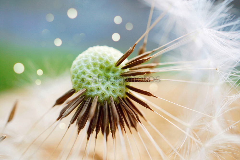 Similar – Image, Stock Photo dandelion flower seed