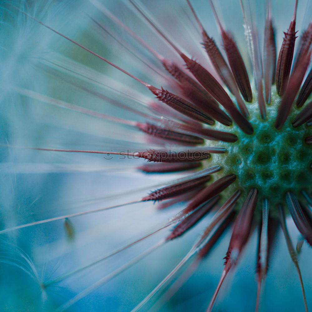 Similar – flowering thistle and flowering grass in Scotland