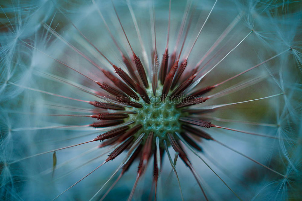 Similar – Thistle grün Pflanze