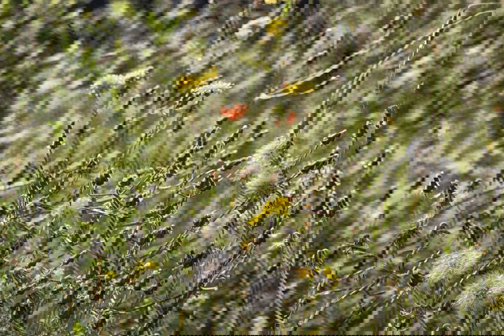 Similar – Foto Bild Salbei und Goldrute