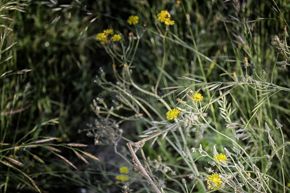 Similar – Foto Bild gelbe Blumen mit hellem Getreidefeld und blauem Himmel im Hintergrund