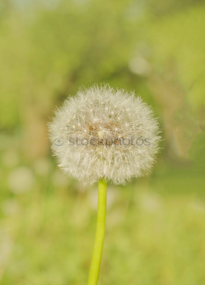 Similar – pusteblume Löwenzahn Blume