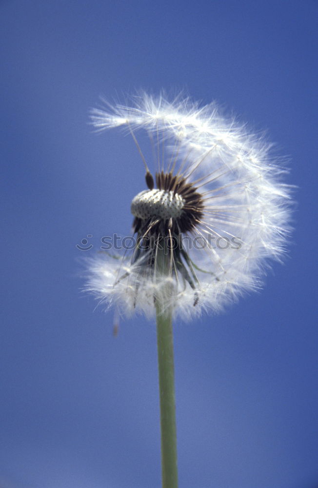 Similar – Image, Stock Photo Dandylion II Colour photo