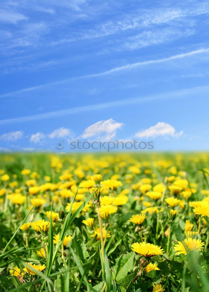 Similar – Image, Stock Photo ladybird perspective