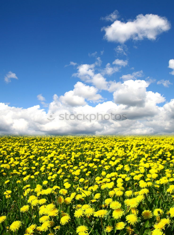 Similar – La colza I Canola Plant