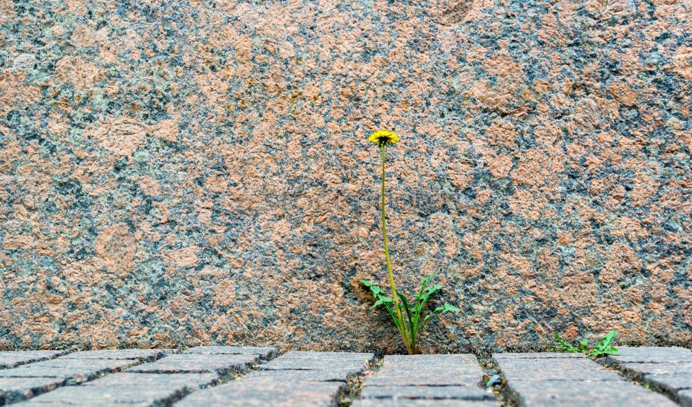 Similar – Foto Bild Blume_auf_Prager_Hauswand