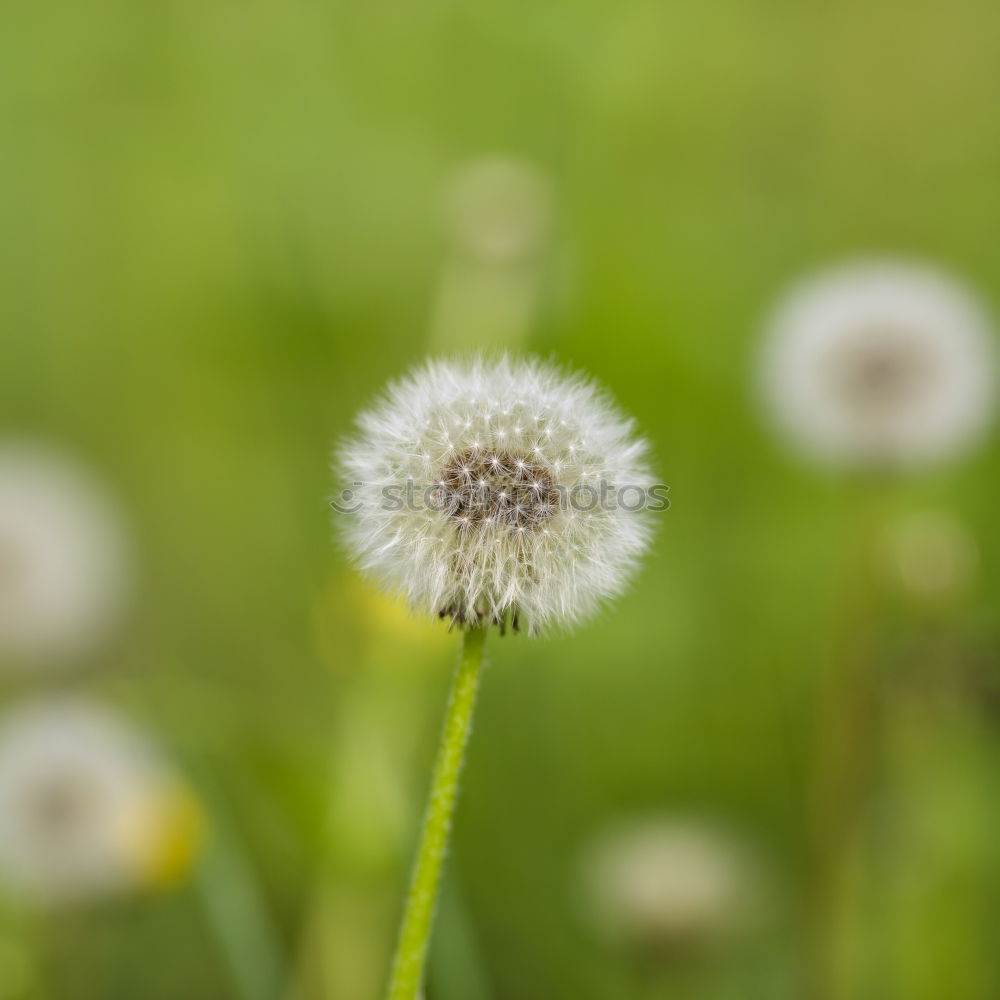 Similar – Foto Bild pflanzliches Netzwerk