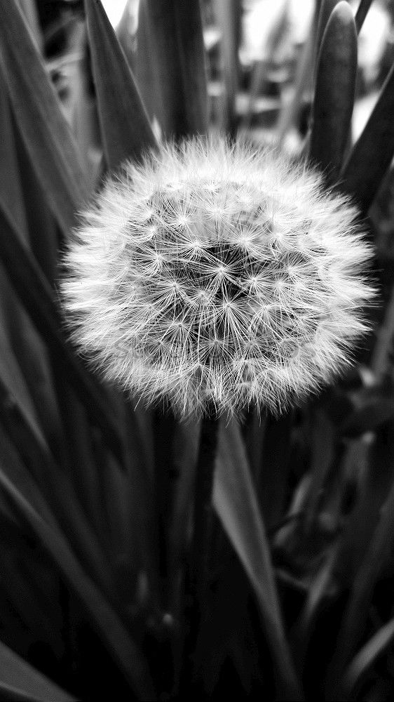 Similar – Dandelion in November