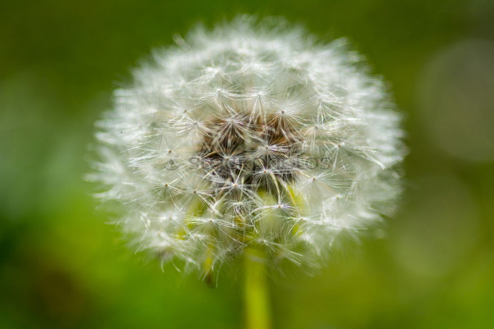 Image, Stock Photo Dandelion Nature Plant