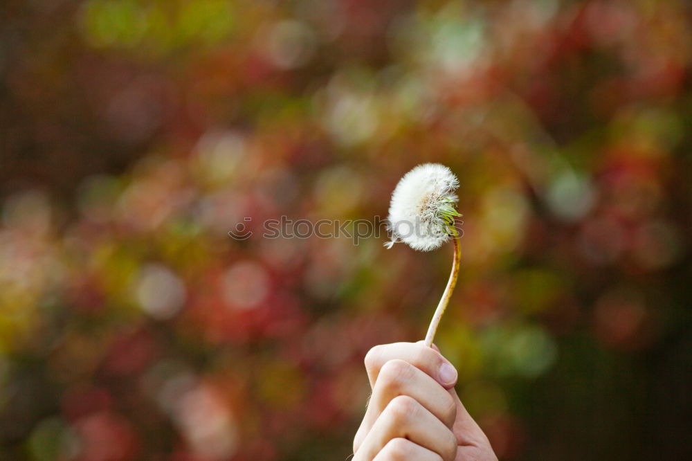 Similar – Image, Stock Photo Children’s hands holding straw stars