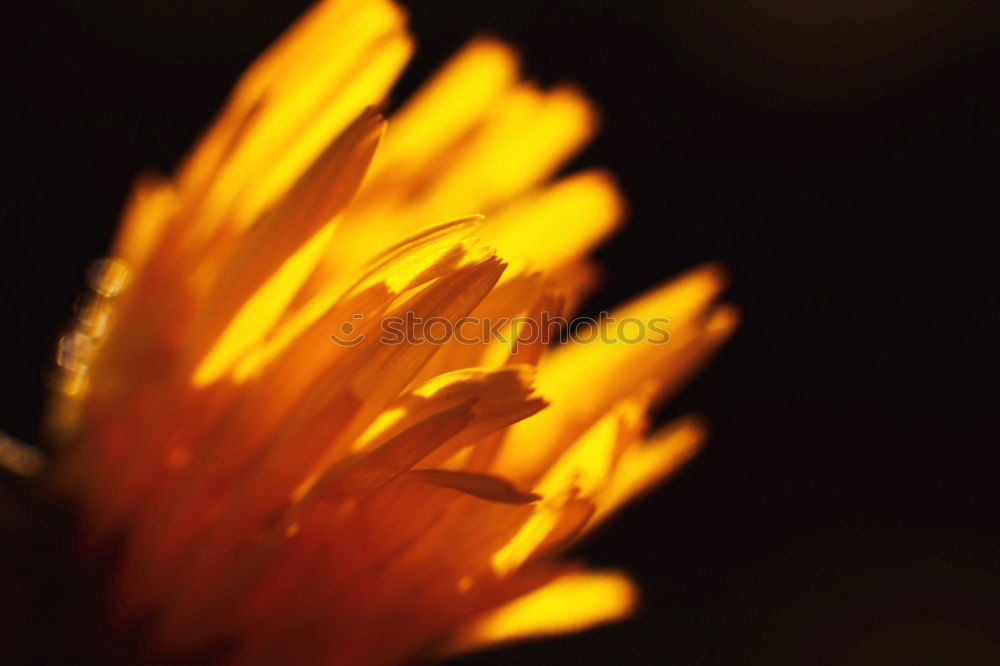 Similar – Image, Stock Photo daisies Nature Plant