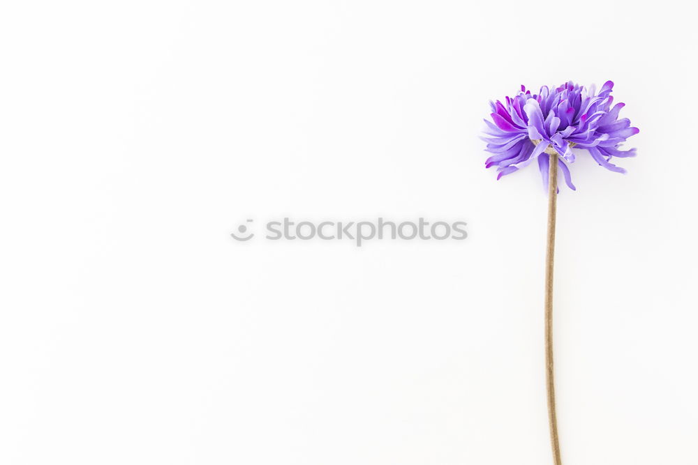 Image, Stock Photo flora Flower