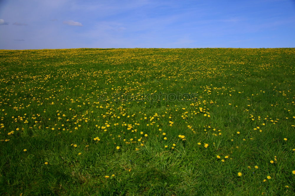 Similar – Foto Bild Frühlingswiese Sommer