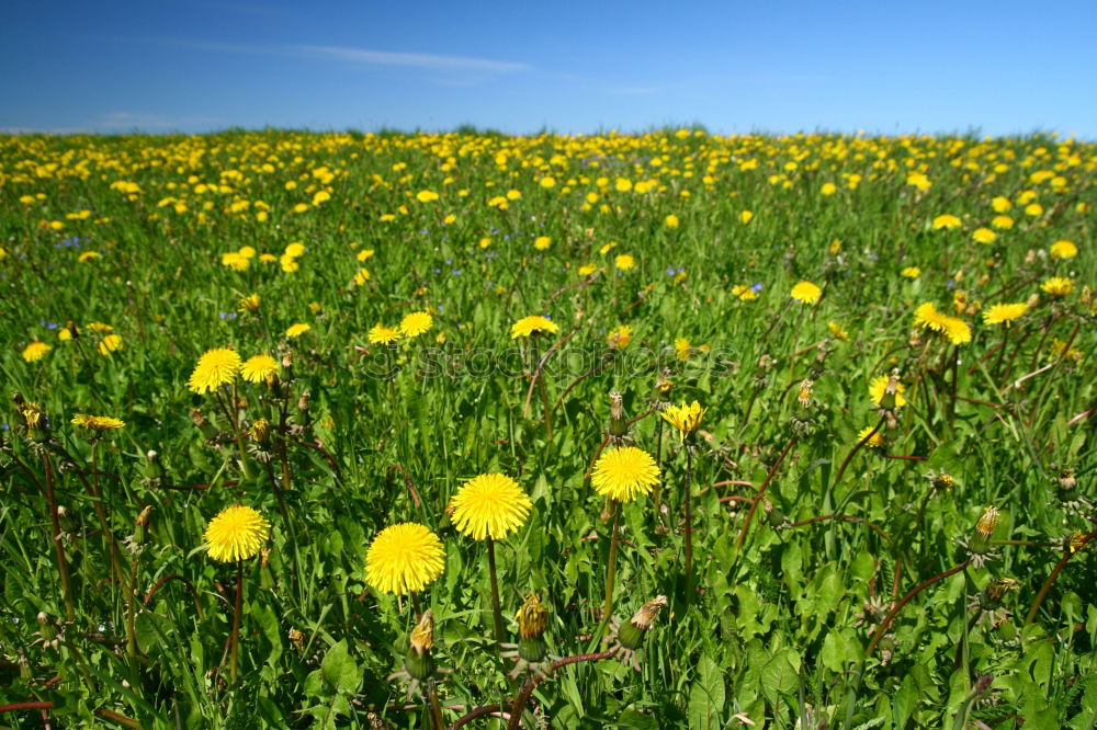 Similar – Foto Bild Frühlingswiese Sommer