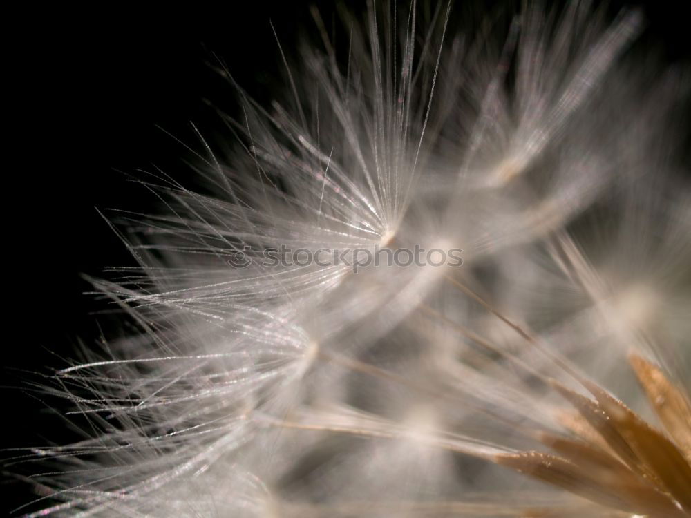 Dandelion III Meadow Hover