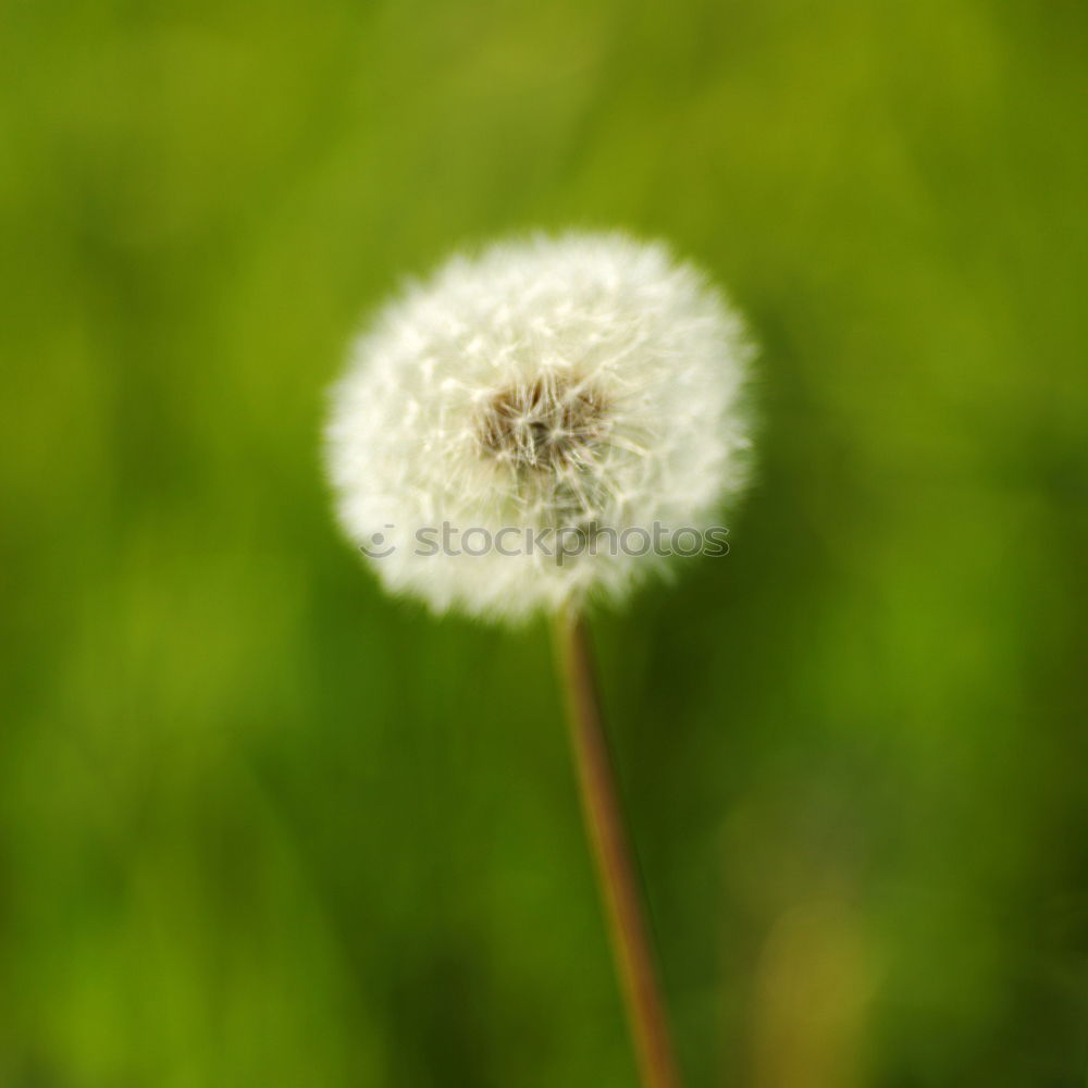 Similar – pusteblume Löwenzahn Blume