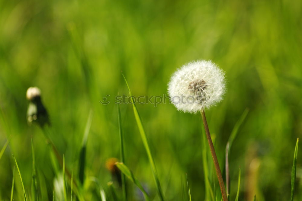 detail of a blue cornflower