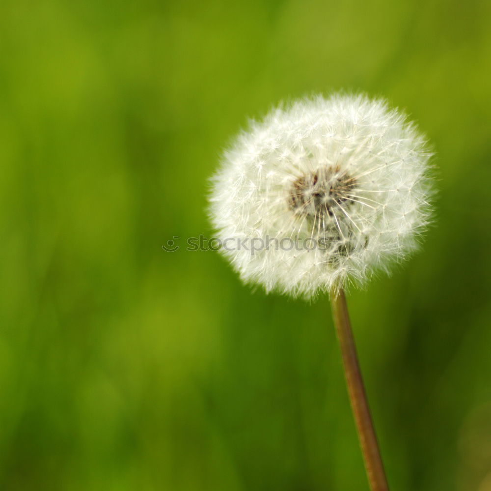 Similar – pusteblume Löwenzahn Blume