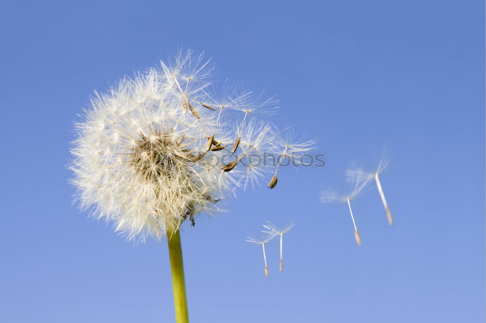 Similar – Image, Stock Photo Bellows! Dandelion Flower