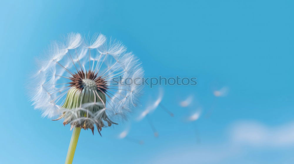 Similar – Image, Stock Photo The Answer, My Friend, Is Blowing In The Wind