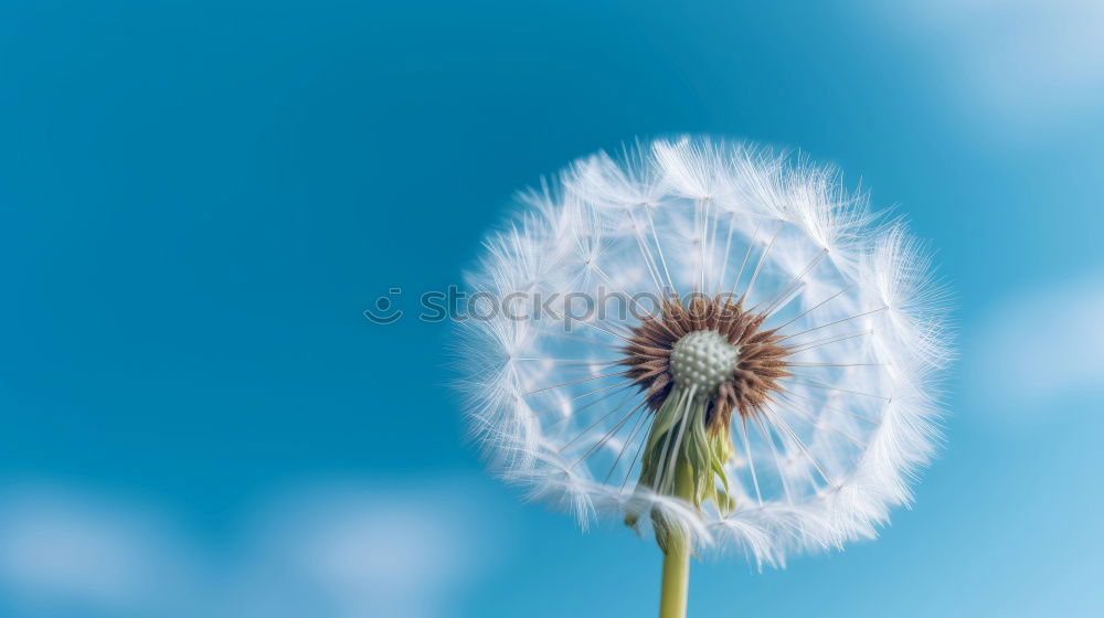 Similar – Image, Stock Photo The Answer, My Friend, Is Blowing In The Wind