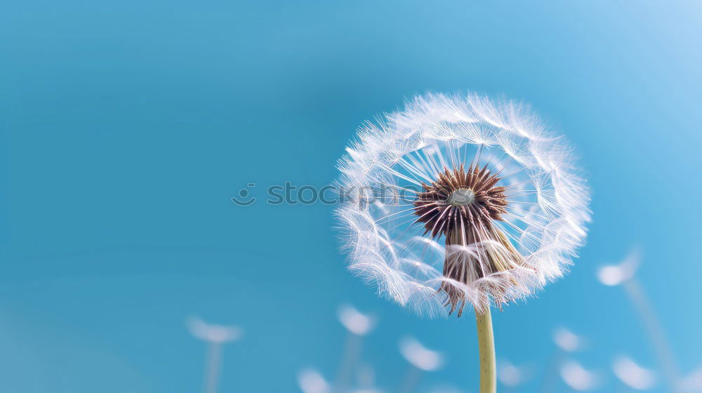 Similar – Image, Stock Photo The Answer, My Friend, Is Blowing In The Wind