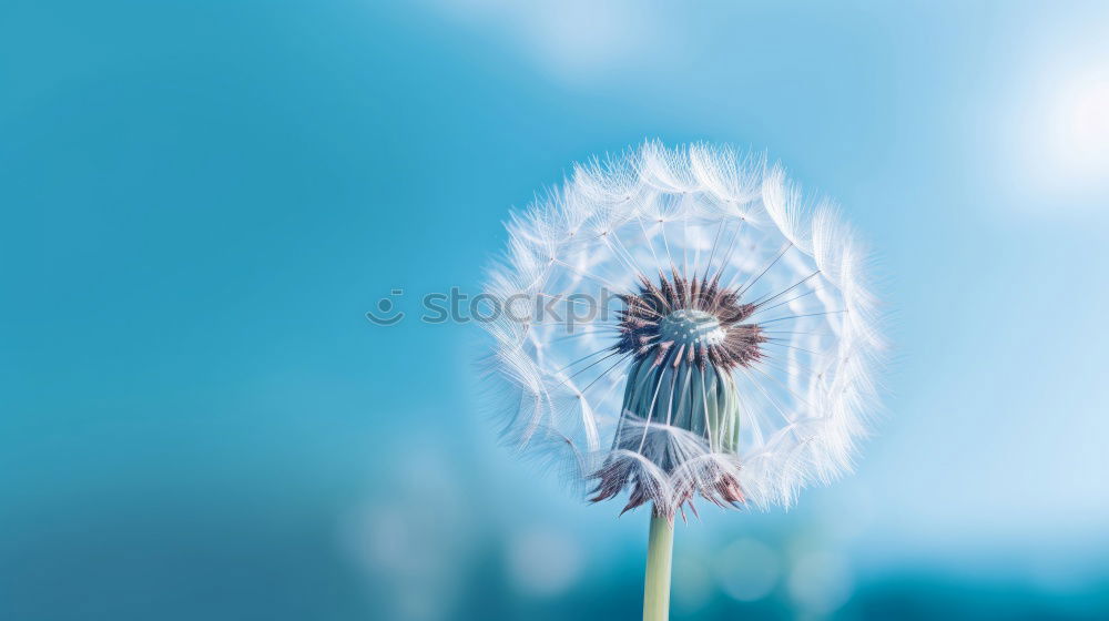 Similar – Image, Stock Photo The Answer, My Friend, Is Blowing In The Wind