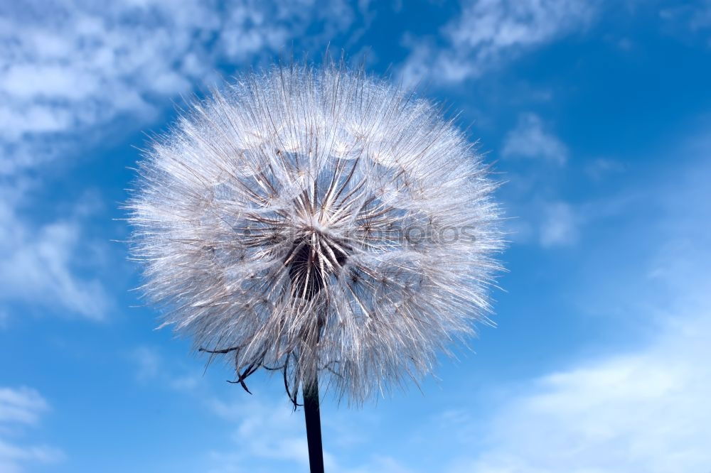 Pusteblume, an der schon viele Samen fehlen, vor blauem Himmel