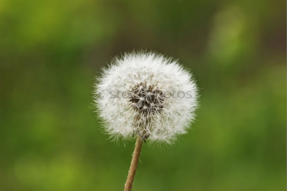 Similar – pusteblume Löwenzahn Blume