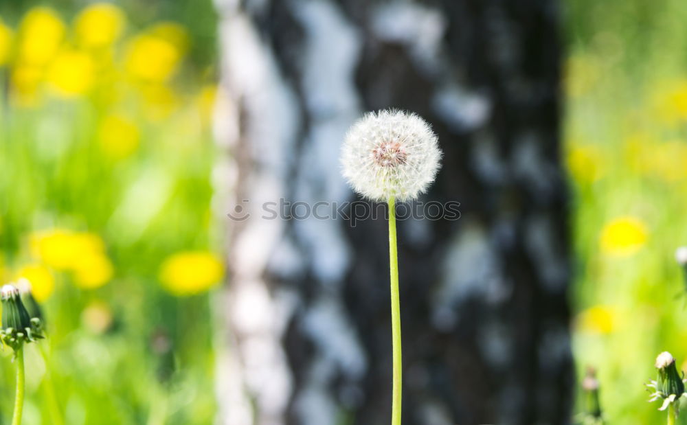 Similar – Image, Stock Photo waiting for the gust of wind…