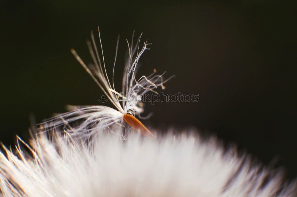 Similar – Hummel auf Diestel Blüte